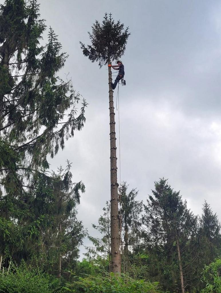 Boom snoeien, kappen, klimmen, stobbe frezen, Ophalen of Verzenden, Zomer, Volle zon, Overige soorten