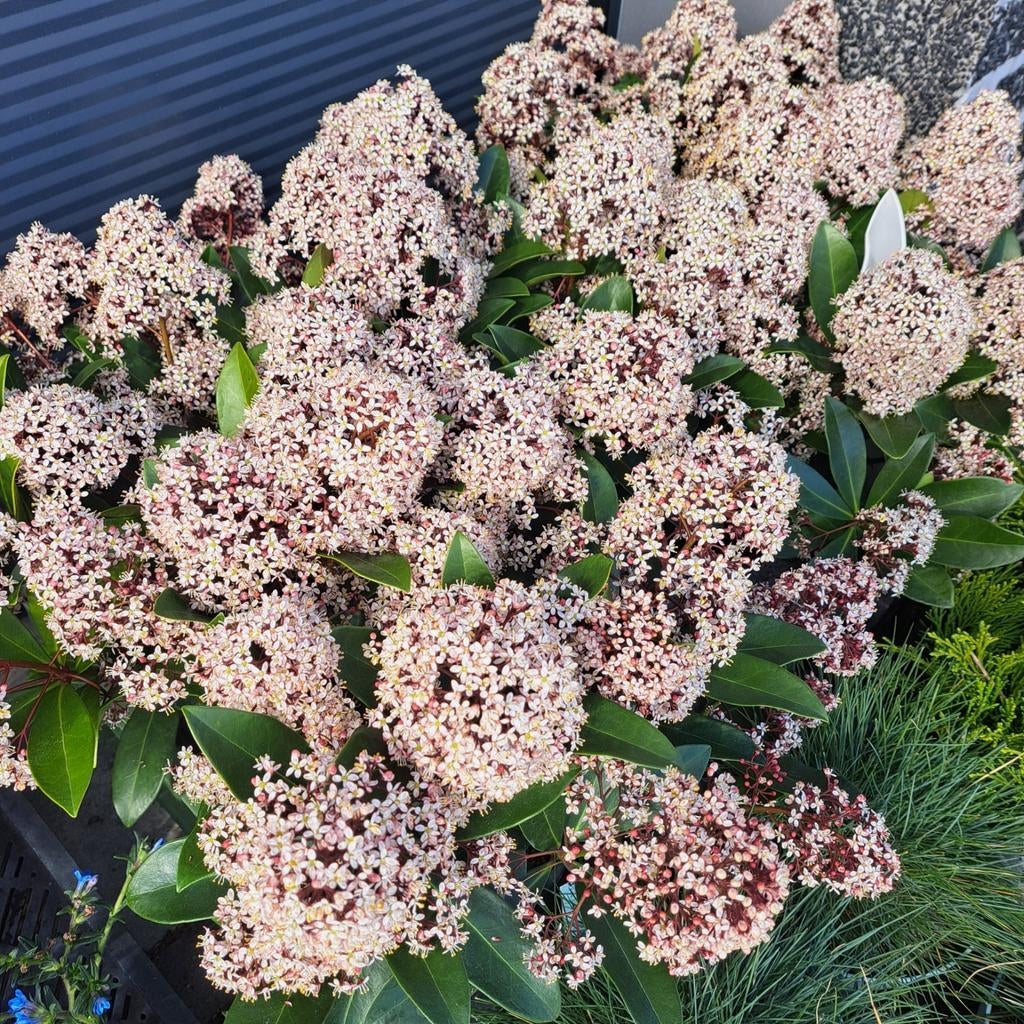 2 bloeiende Skimmia planten  nu 2 v €12.50, Tuin en Terras, Ophalen, Overige soorten, Minder dan 100 cm
