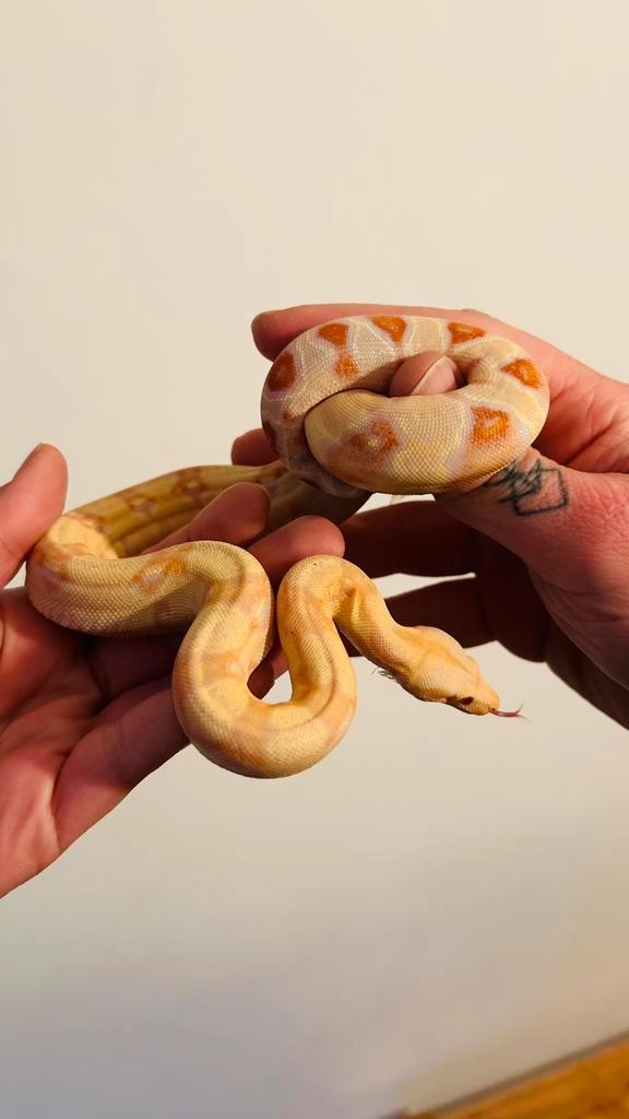 Boa constrictor sunglo albino kahl Boa Constrictor - female for sale from mark