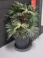 Kunst palm, Ophalen of Verzenden, Overige soorten, Volle zon