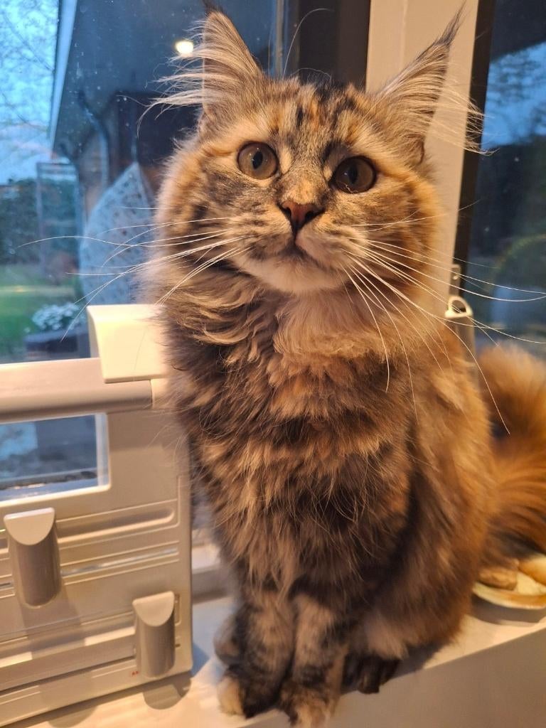 herplaatsing mainecoon, Poes, Met stamboom