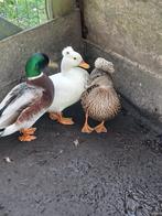 Broed eieren kuif dwerg eend, Dieren en Toebehoren, Geslacht onbekend, Eend