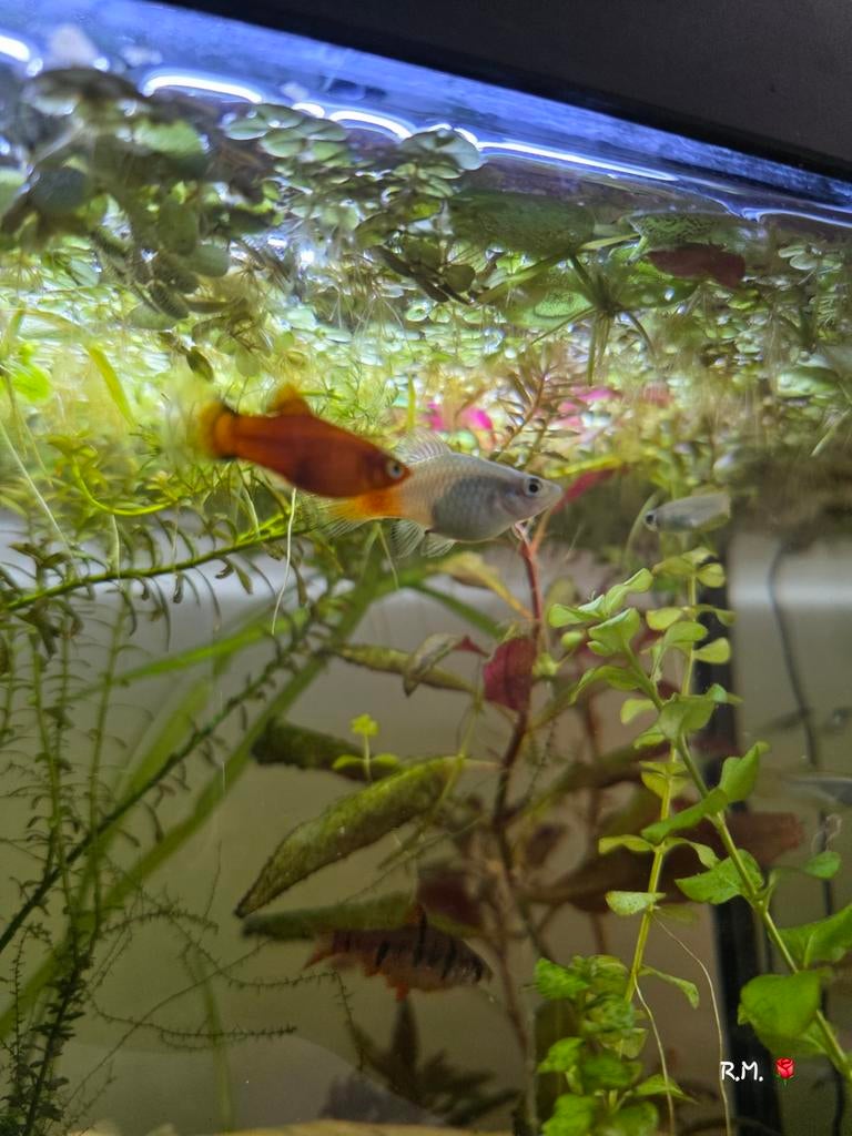 Platy's en zwaarddragers, ZIE OMSCHRIJVING!, Dieren en Toebehoren, Vis, Zoetwatervis, Schoolvis