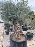 Grote olijfboom grillige stam 150jr oud, Tuin en Terras, 100 tot 250 cm, Olijfboom, Zomer, Ophalen