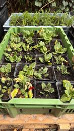 Primula veris sleutelbloem, Ophalen, Overige soorten, Volle zon