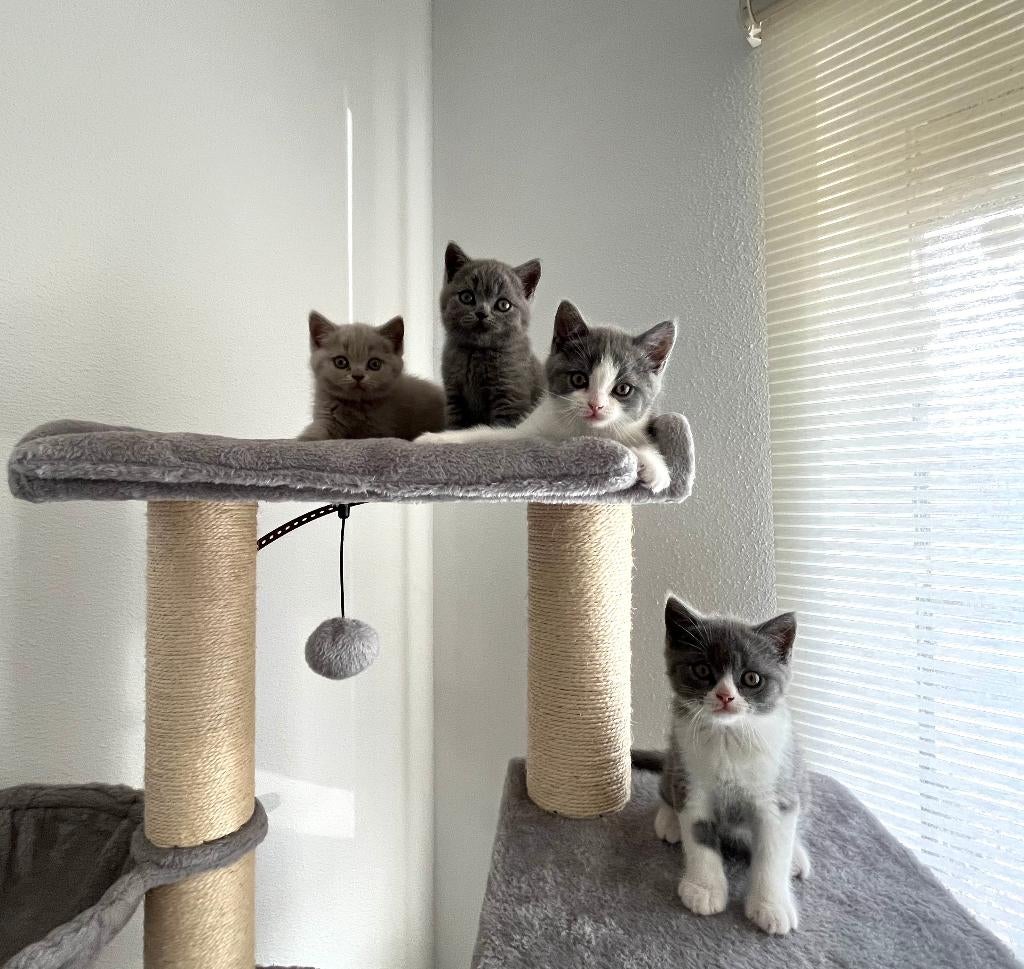 Britse korthaar kittens, Dieren en Toebehoren, Katten en Kittens | Raskatten | Korthaar, Kater, Gechipt, 0 tot 2 jaar