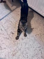 halve bengaal zoekt een liefdevol huisje, Kater