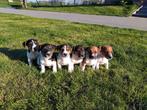 Jack Russell Pups, België, Particulier, Jack Russell Terriër, 8 tot 15 weken