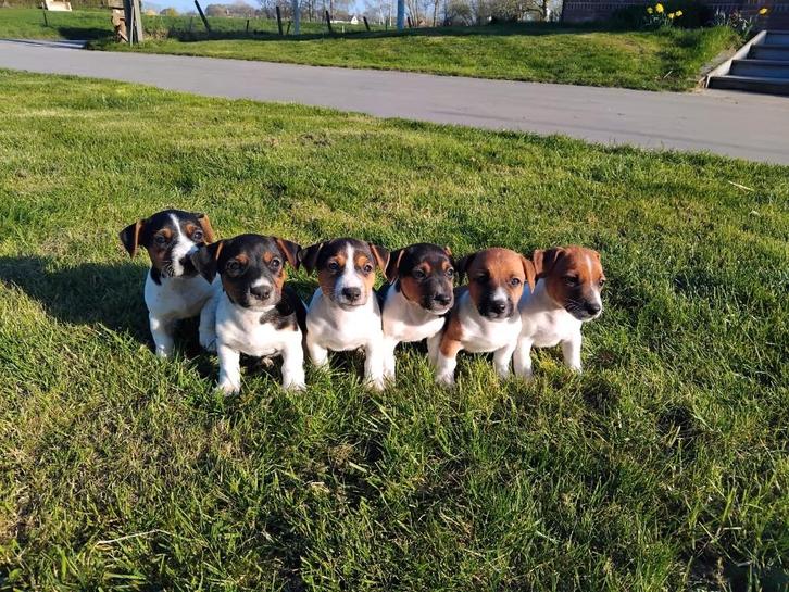 Jack Russell Pups, Dieren en Toebehoren, Honden | Jack Russells en Terriërs, Meerdere dieren, Jack Russell Terriër, Particulier