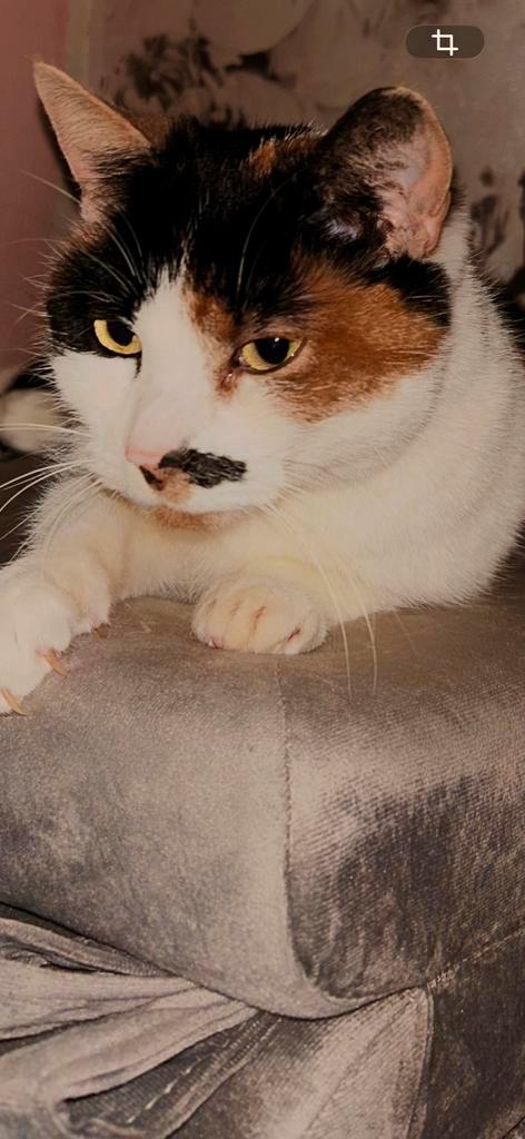 Espi / Esperanza, Dieren en Toebehoren, Katten en Kittens | Overige Katten, Poes