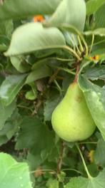 Diverse fruitbomen: appel, peer, pruim, druif, bes, Tuin en Terras, Planten | Fruitbomen, Ophalen, Lente, Volle zon, Appelboom