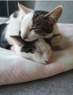 Twee katten te koop, Dieren en Toebehoren