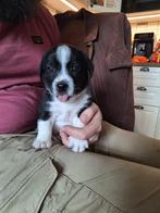 Jack Russell x Bordercollie puppy’s, Jack Russell Terriër, Meerdere, Meerdere dieren, Nederland