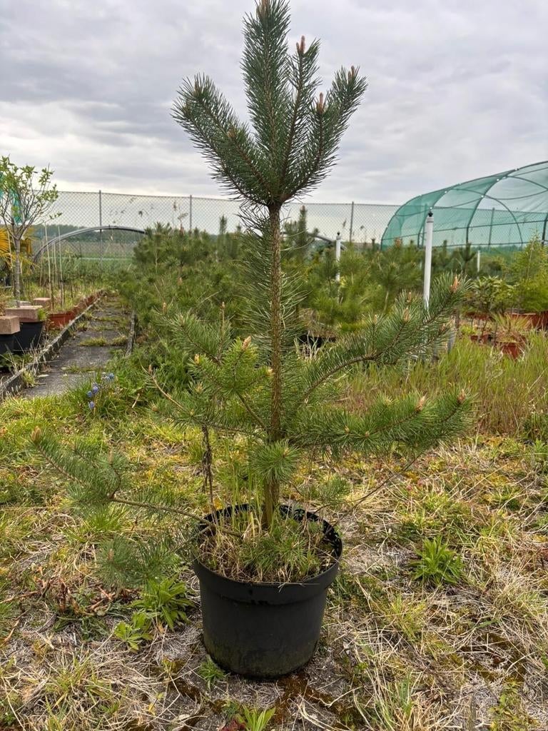 Mooie pot gekweekte grove dennen Pinus Sylvestris, Bloeit niet, Overige soorten, 100 tot 250 cm, Ophalen