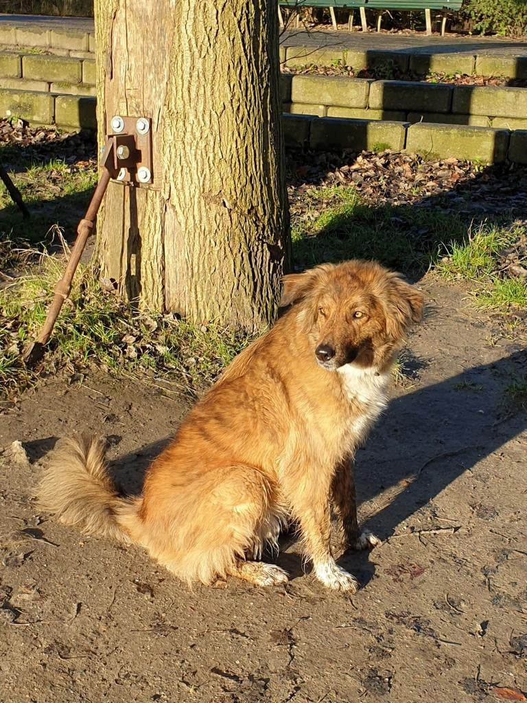 Hondenoppas gezocht. GRATIS!, Diensten en Vakmensen, Dieren | Honden | Verzorging, Oppas en Les