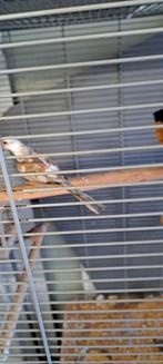 Bonte duifjes jongen, Dieren en Toebehoren, Vogels | Kanaries, Meerdere dieren, Kleurkanarie