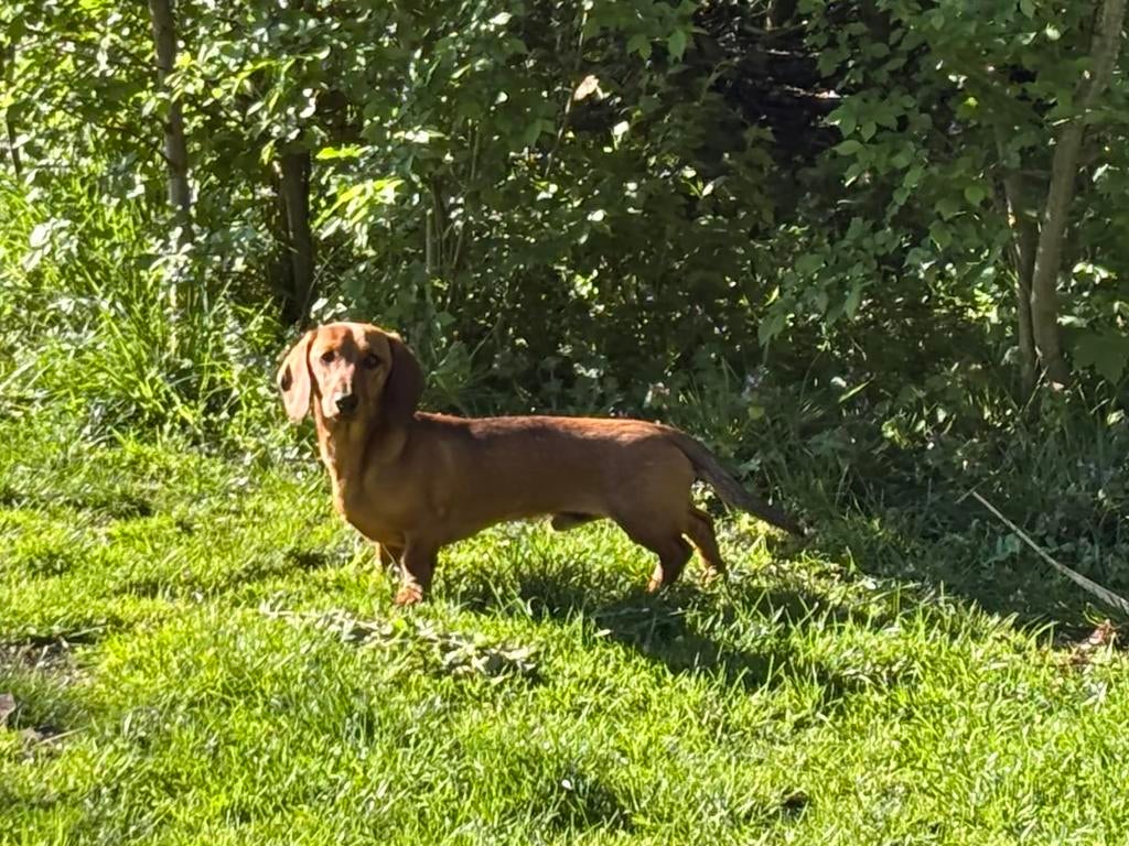 Red shaded dwergteckel teckel reutje 8 maanden, Dieren en Toebehoren, Honden | Teckels en Dashonden, 15 weken tot 1 jaar, Reu