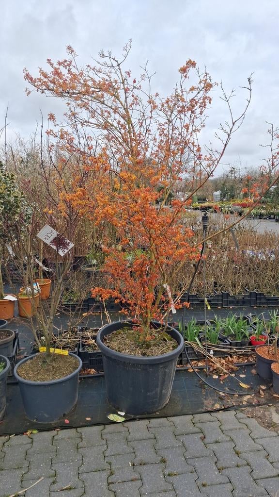 Japanse esdoorn, meerstammig €350,-, Tuin en Terras, Planten | Bomen, In pot, Bloeit niet, Halfschaduw, 100 tot 250 cm
