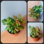 Crassula ovata&sunset vetplant 25cm, Ophalen, Vetplant, Halfschaduw, In pot