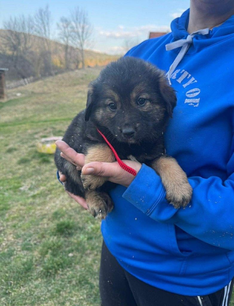 Almond – een vriendelijk en knuffelig meisje, Particulier, 15 weken tot 1 jaar, Buitenland, Teef