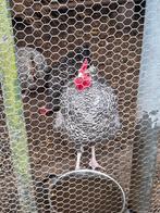 Amrock kippen ( noord hollandse blauwe kippen), Dieren en Toebehoren, Pluimvee, Meerdere dieren, Kip