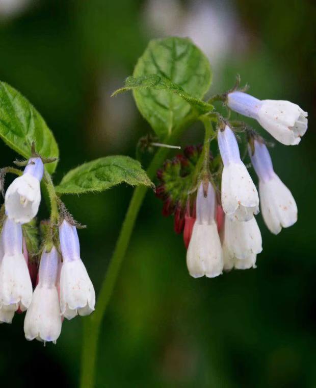 Smeerwortel Wisley Blue Symphytum grandiflorum ‘Wisley Blue, Ophalen of Verzenden, Volle zon