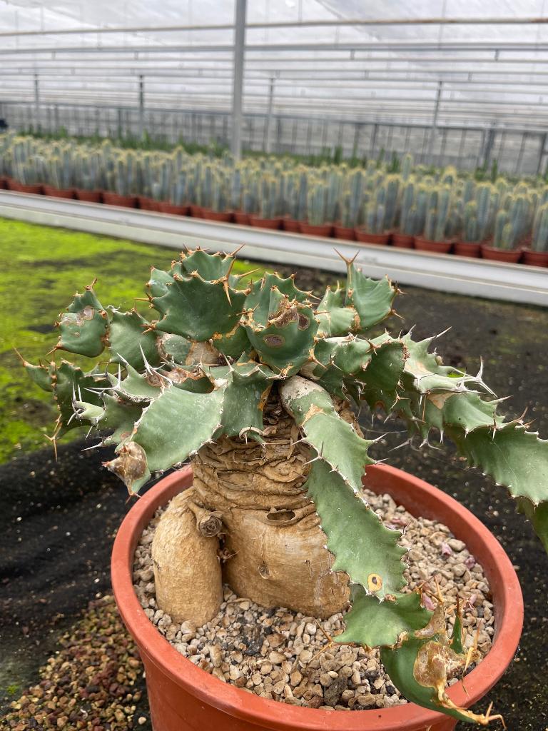 Caudex Euphorbia Tortirama zeldzaam afkomstig Transvaal ZA, Overige soorten, In pot, Minder dan 100 cm, Bloeiende kamerplant