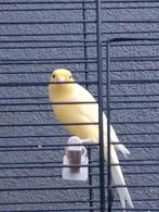 Scoth kanari of raza, Dieren en Toebehoren, Vogels | Kanaries, Mannelijk