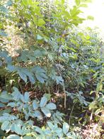 7 walnootboompjes 150/200, Ophalen, Halfschaduw, Overige soorten, 100 tot 250 cm