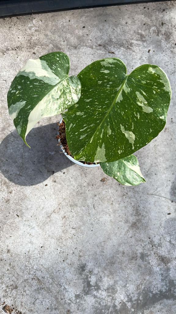 Monstera variegata, Huis en Inrichting, Kamerplanten, Ophalen of Verzenden, Halfschaduw, Minder dan 100 cm