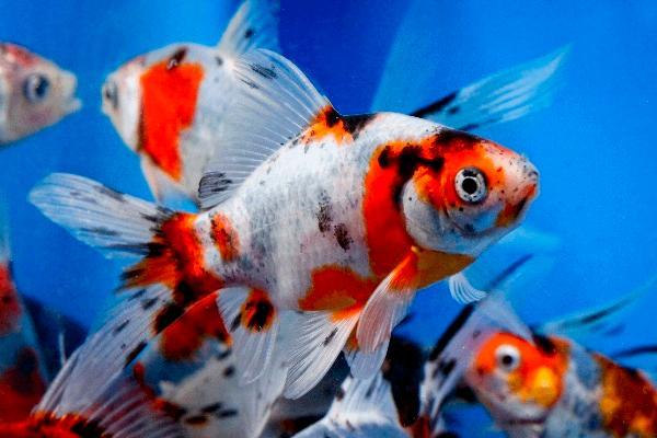 Komeetstaart Shubinkin goudvis - 10 / 12 cm - Koidreams, Dieren en Toebehoren, Vissen | Vijvervissen, Goudvis(sen)