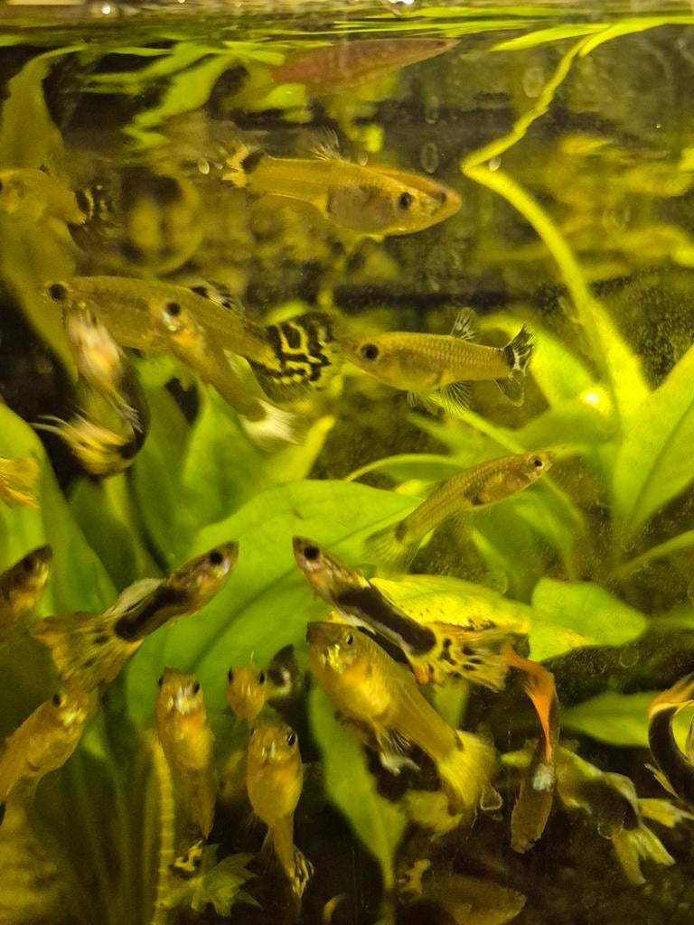 Guppys, Dieren en Toebehoren, Vis