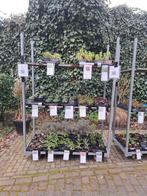 Tuinplanten van hobbykweker.met veel liefde gekweekt., Tuin en Terras, Planten | Tuinplanten, Ophalen, Overige soorten, Halfschaduw
