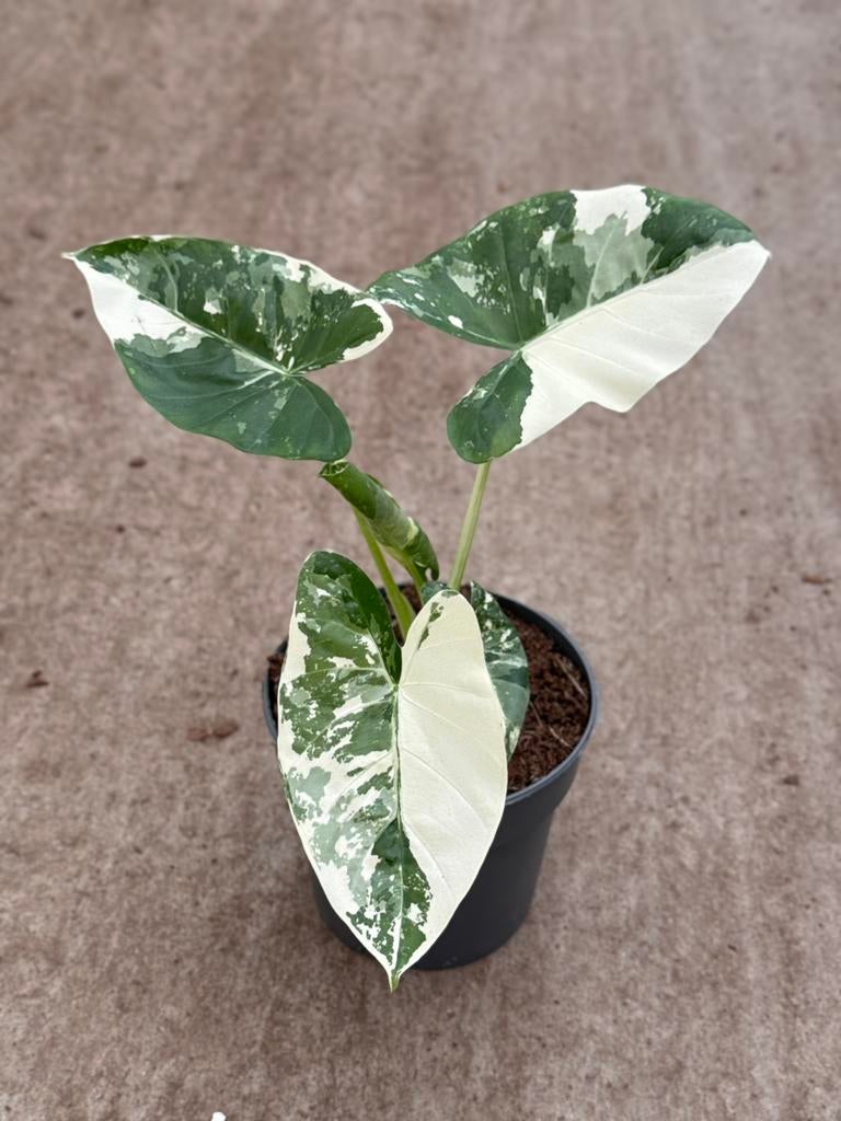 Alocasia Macrorrhiza Albo Variegata, Huis en Inrichting, Kamerplanten, Ophalen of Verzenden, Halfschaduw, Minder dan 100 cm