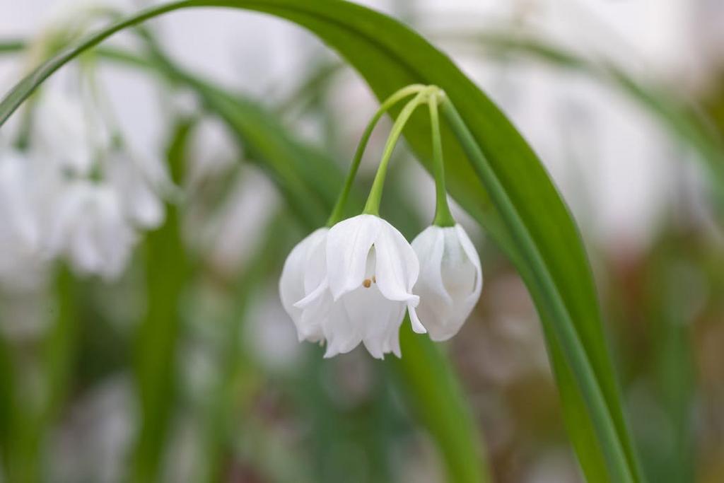 Boslook (Allium paradoxum), Ophalen of Verzenden, Overige soorten, Volle zon