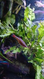 Chinese danio visjes, Vis, Zoetwatervis, Schoolvis