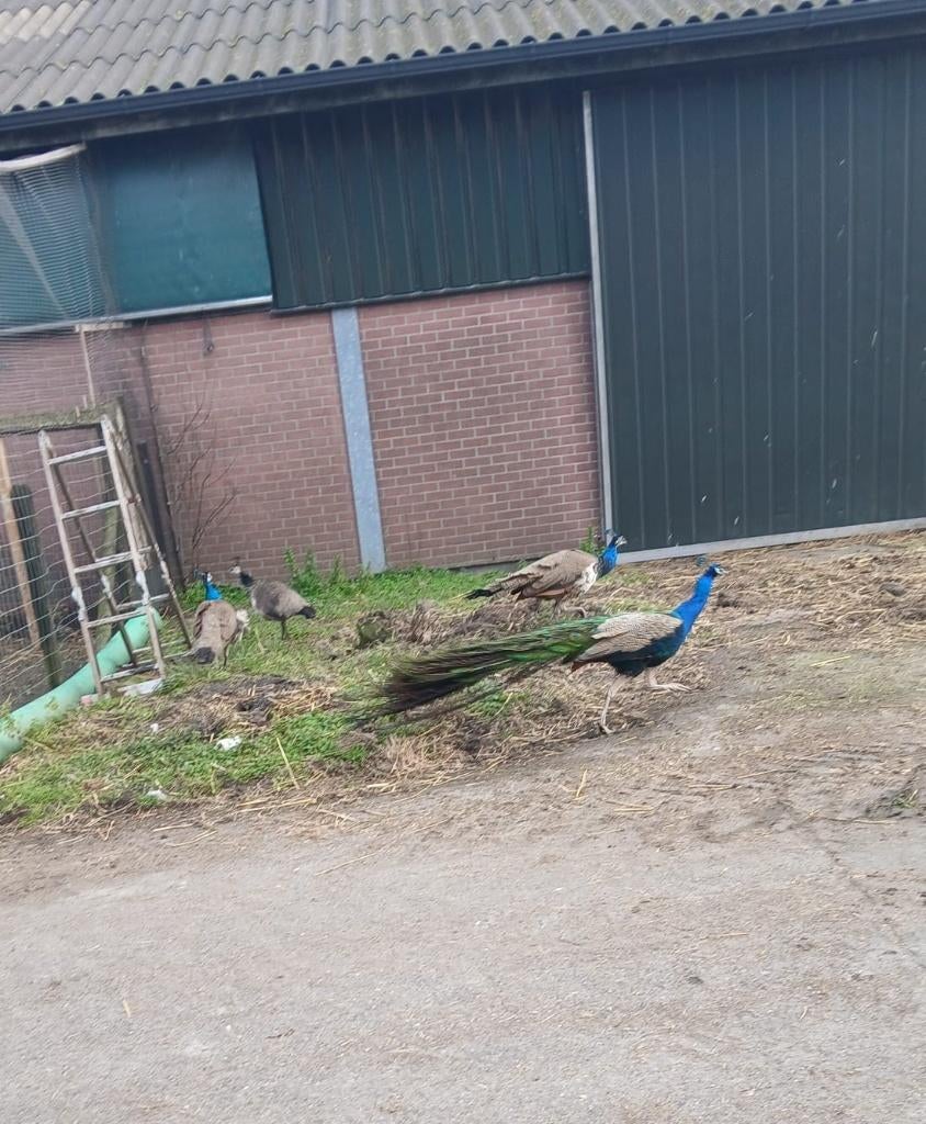 Jonge, gezonde pauwen, Dieren en Toebehoren, Pluimvee, Meerdere dieren, Overige soorten