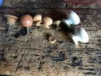Houten knoppen, Ophalen of Verzenden, Gebruikt, Materiaal