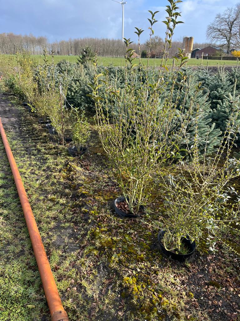 Liguster, Ophalen, Liguster, Minder dan 100 cm