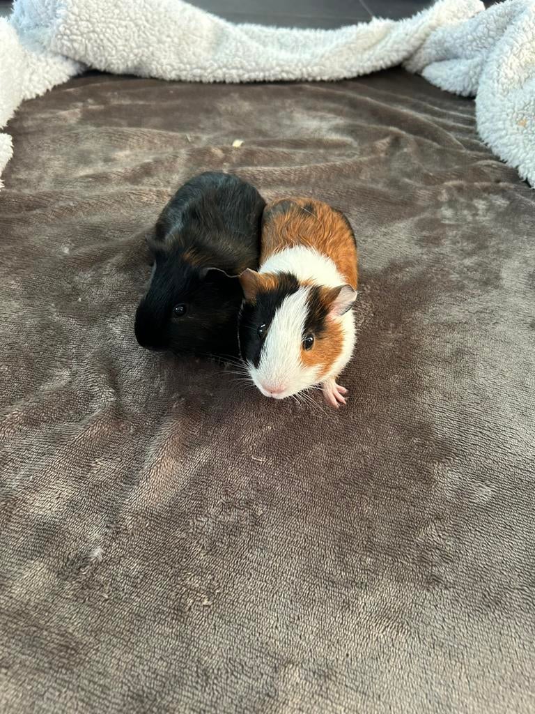 Gezocht cavia hok, Dieren en Toebehoren, Knaagdieren, Maart, Vrouwelijk, Cavia
