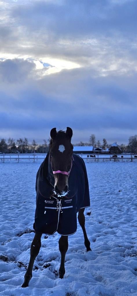 Lieve 2 jarige ruin, Dieren en Toebehoren, Paarden