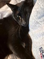 Kat Coco zoekt een nieuwe huis, Dieren en Toebehoren, Katten en Kittens | Overige Katten, Kater, Kortharig, 6 jaar of ouder