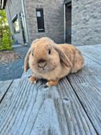 Prachtig NHD rammetje te koop!, Dieren en Toebehoren, Konijnen, Mannelijk, Dwerg, Hangoor