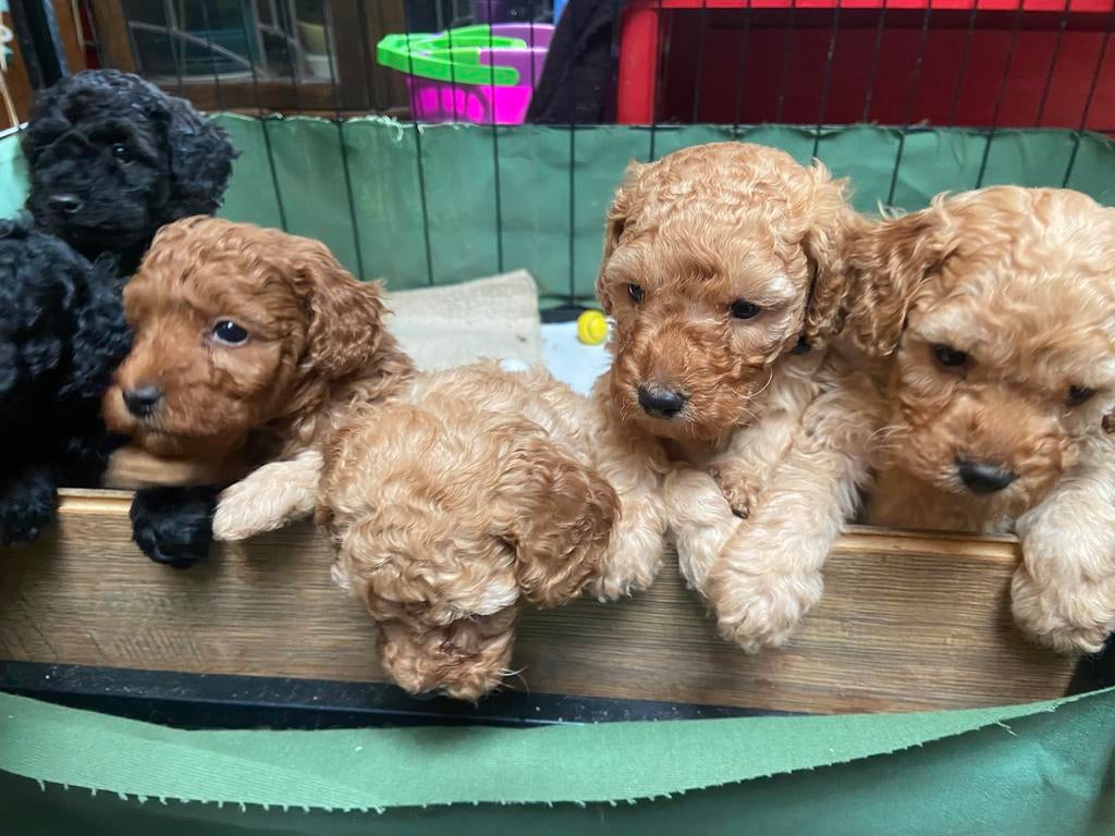 Dwergpoedeltjes Abrikoos, Dieren en Toebehoren, Poedel, HCC (leverziekte), 8 tot 15 weken, Meerdere