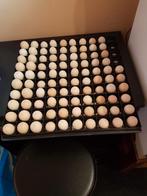 Gezocht: broedeieren Roul roul, Dieren en Toebehoren, Geslacht onbekend, Overige soorten