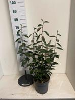 elaeagnus ebbingei olijfwilg, Tuin en Terras, Ophalen of Verzenden, Overige soorten, Haag, Minder dan 100 cm