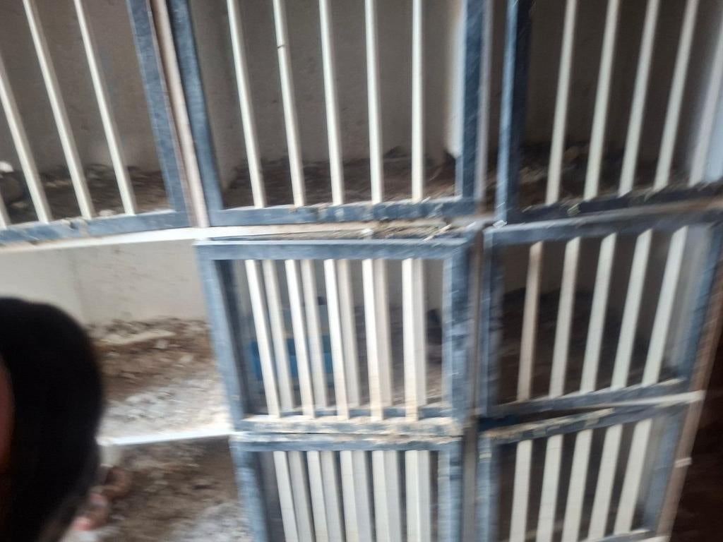 Gratis duivenbroedhokken, Dieren en Toebehoren, Vogels | Duiven, Meerdere dieren, Overige soorten