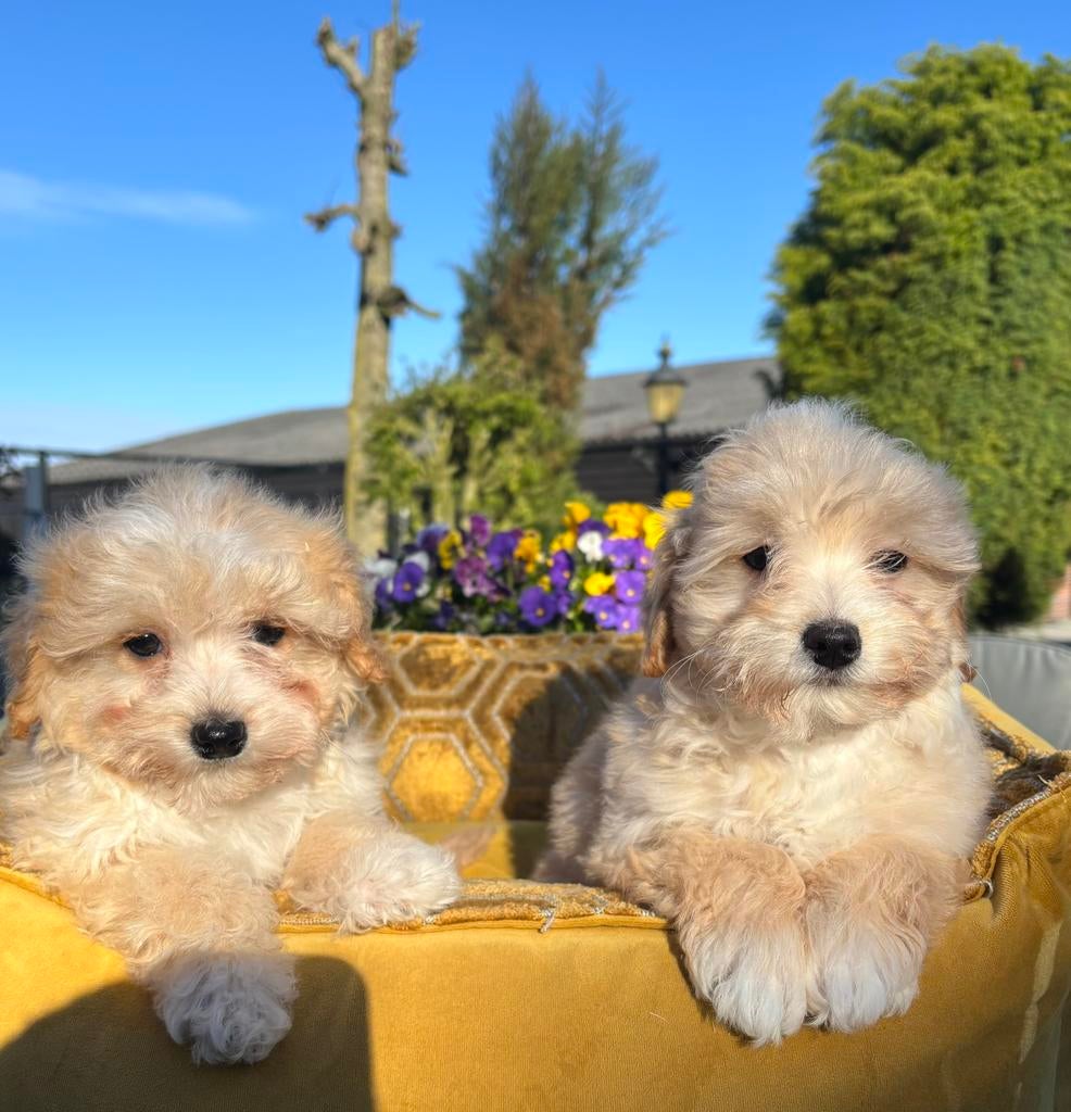 Maltipoo pups, Nederland, Overige rassen, 8 tot 15 weken, Meerdere