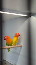 FISCHERIE'S Diverse koppels, Meerdere dieren, Parkiet