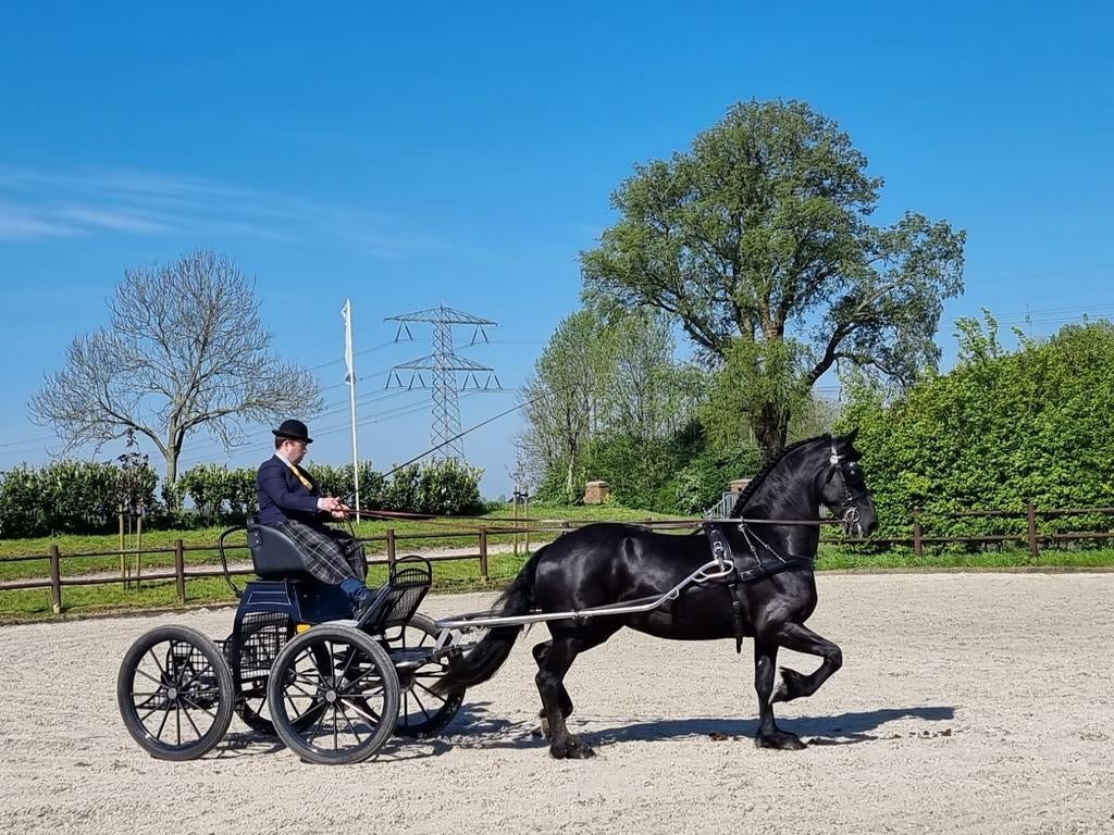 Werkwillige Friese Merrie Topper onder zadel en voor rijtuig, Merrie, Met stamboom, Dressuurpaard, 3 tot 6 jaar